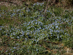 Myosotis sylvatica