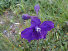 Delphinium variegatum