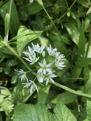 Allium ursinum