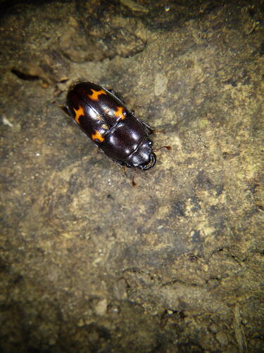 Glischrochilus japonius