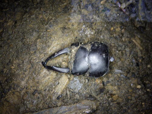 Dorcus rectus rectus