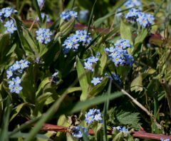 Myosotis sylvatica