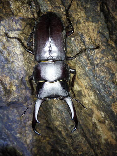 Dorcus rectus rectus
