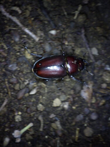 Prosopocoilus inclinatus inclinatus
