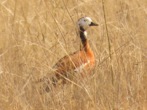 iNaturalist image