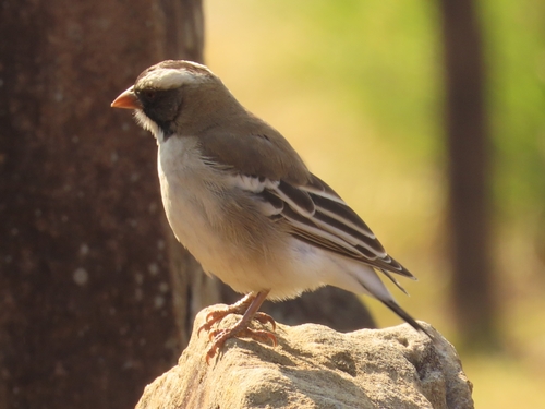 White-browed Sparrow-Weaver