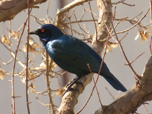 Cape Starling