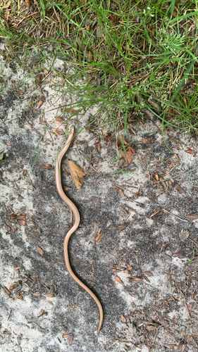 Common Slowworm