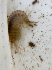 Gammarus fasciatus