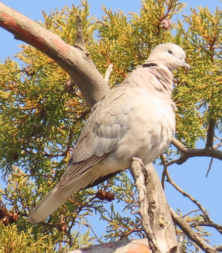 Cape Turtle Dove