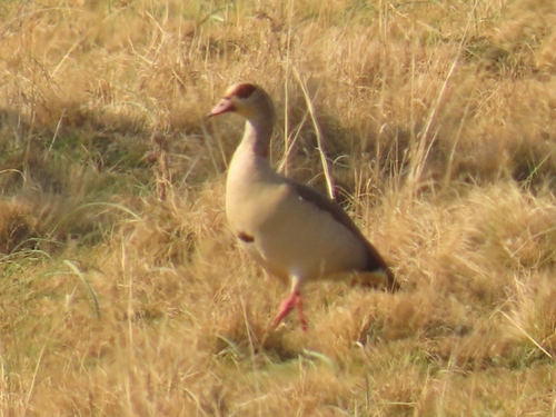 Egyptian Goose