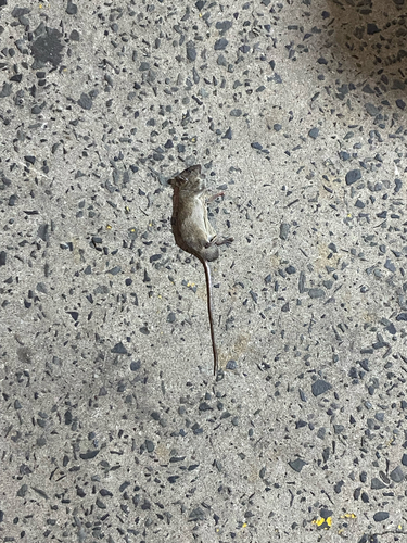 Rattus exulans observed 2026-07-01