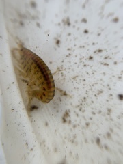 Gammarus fasciatus