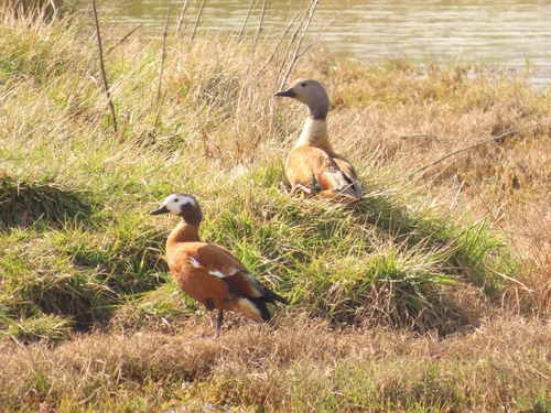 South African Shelduck