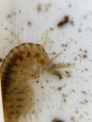 Gammarus fasciatus
