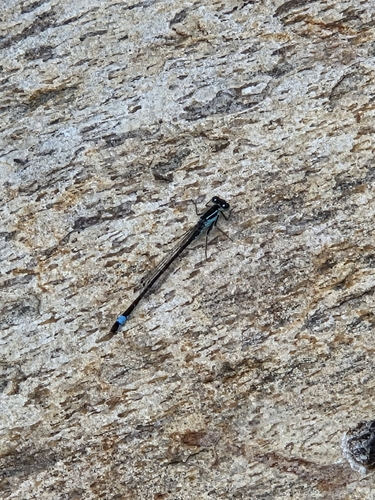 Blue-tailed Damselfly
