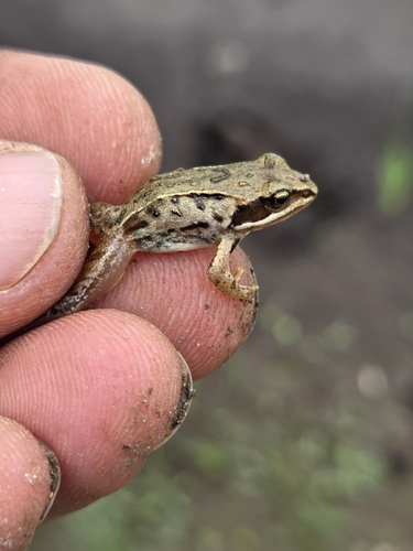 European Common Frog