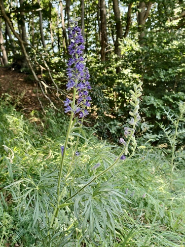 Delphinium fissum, photograph 5