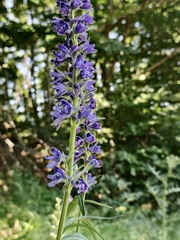 Delphinium fissum, photograph (c) fmunoz, some rights reserved (CC BY)