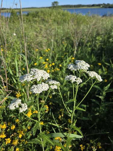 common yarrow