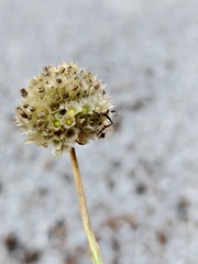 Armeria nebrodensis, photograph fmunoz, CC BY, iNaturalist via GBIF