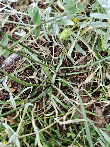Armeria nebrodensis, photograph 2
