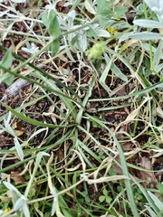 Armeria nebrodensis, photograph fmunoz, CC BY, iNaturalist via GBIF