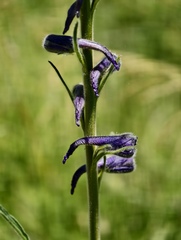 Delphinium fissum, photograph (c) fmunoz, some rights reserved (CC BY)