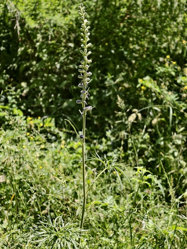 Delphinium fissum, photograph 2