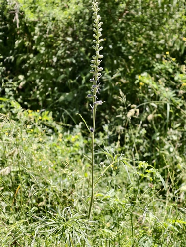 Delphinium fissum, photograph 3
