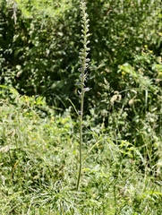 Delphinium fissum, photograph (c) fmunoz, some rights reserved (CC BY)