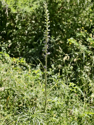 Delphinium fissum, photograph 4