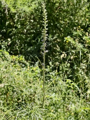 Delphinium fissum, photograph (c) fmunoz, some rights reserved (CC BY)