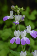 Collinsia