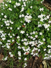 Chaenostoma cordatum