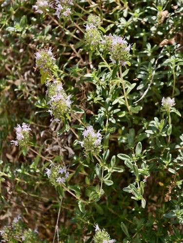 Thymus longicaulis, photograph 3