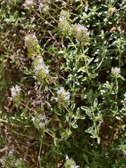 Thymus longicaulis, photograph (c) fmunoz, some rights reserved (CC BY)