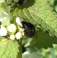 Bombus