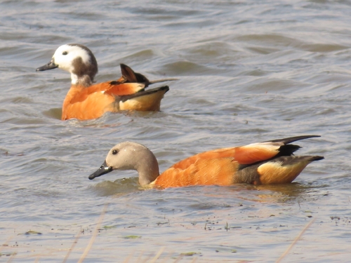 iNaturalist image