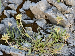 Edraianthus graminifolius, photograph (c) fmunoz, some rights reserved (CC BY)