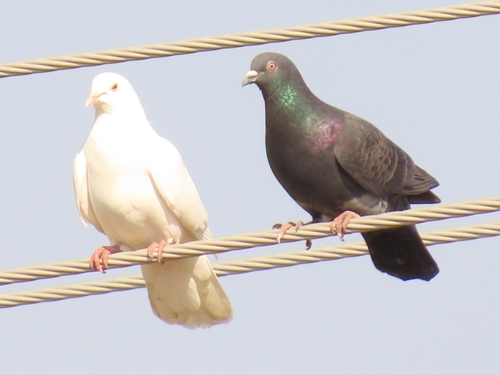 Feral Pigeon