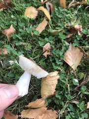 Russula nitida