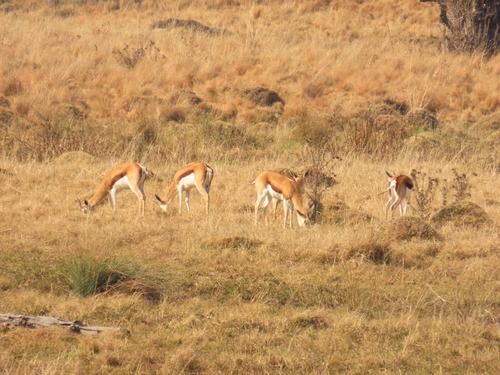Springbok