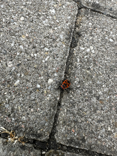 European Firebug