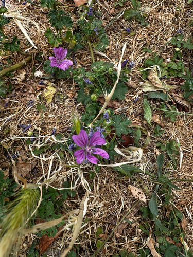 Common Mallow