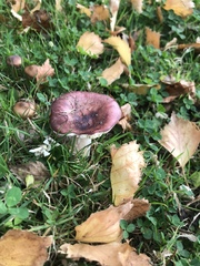 Russula nitida