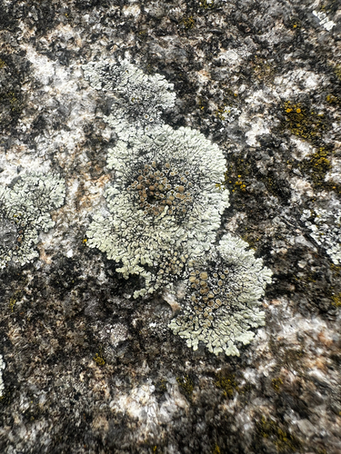 Stonewall Rim Lichen
