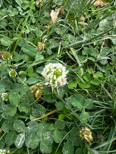 white clover