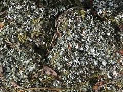 Fungi