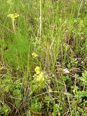 Lomatium bradshawii
